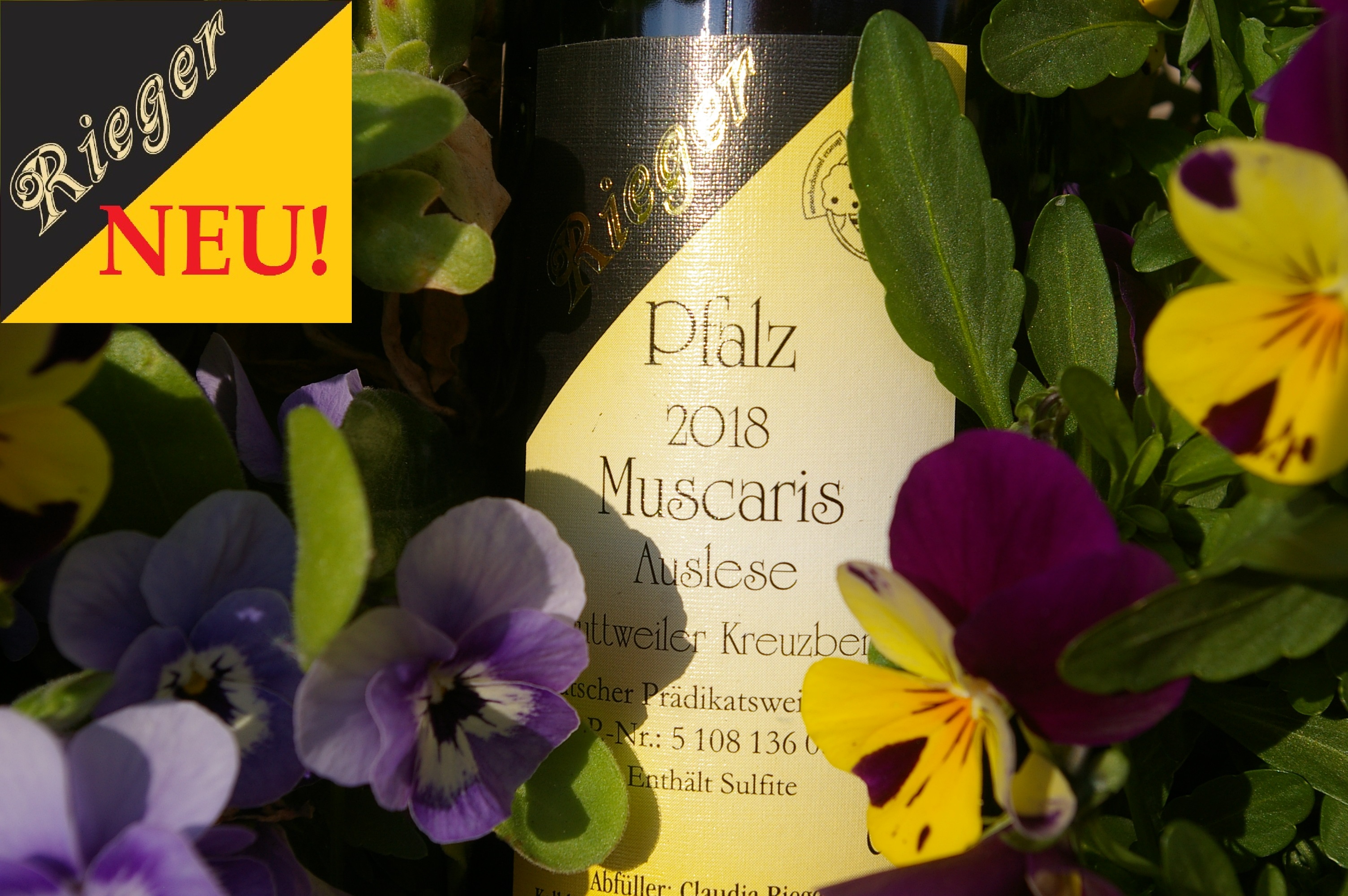 2018er Muscaris